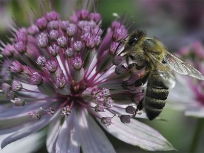 Honig- und Wildbienen profitieren gleichermaßen von einem abwechslungsreich bepflanzten Garten.