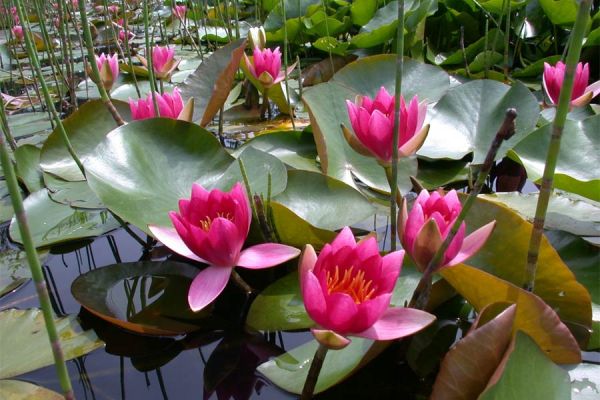 Seerose