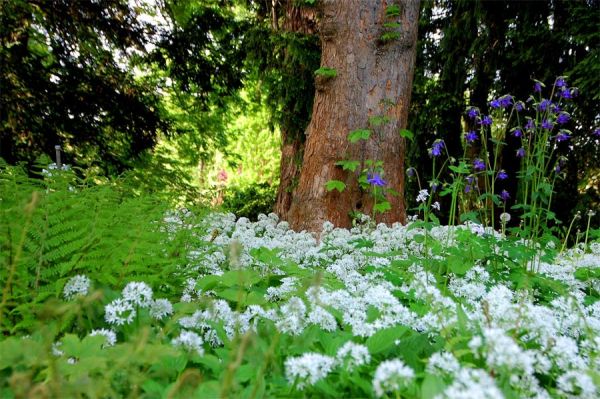 Farne und violettblaue Akelei (Aquilegia) lassen sich von den weißen Blütenwogen des Bärlauchs (Allium ursinum) umspülen.