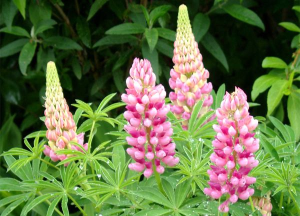 Zwerglupine (Lupinus Nanus Russel `Gallery Rosa´)