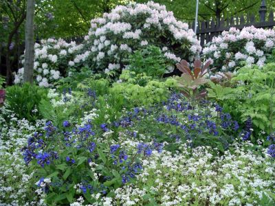 Lungenkrautblüten (Galium odoratum, Pulmonaria angustifolia 'Blue Ensign') und Fiederblättrige Schaublatt (Rodgersia pinnata 'Chocolate Wings')