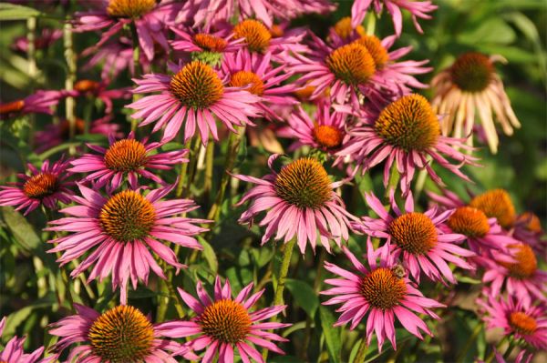 Rote Scheinsonnenhut ‚Pica Bella‘ (Echinacea purpurea)