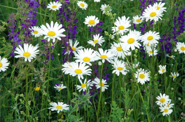 Glatthaferwiese blühen Salbei (Salvia pratensis) und Margeriten (Leucanthemum vulgare)
